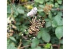 spider with prey