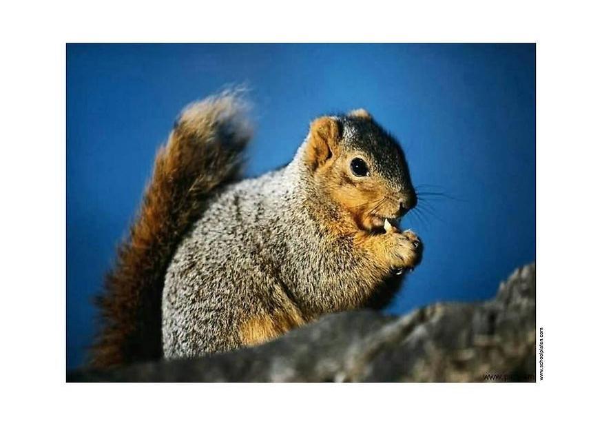 Photo squirrel