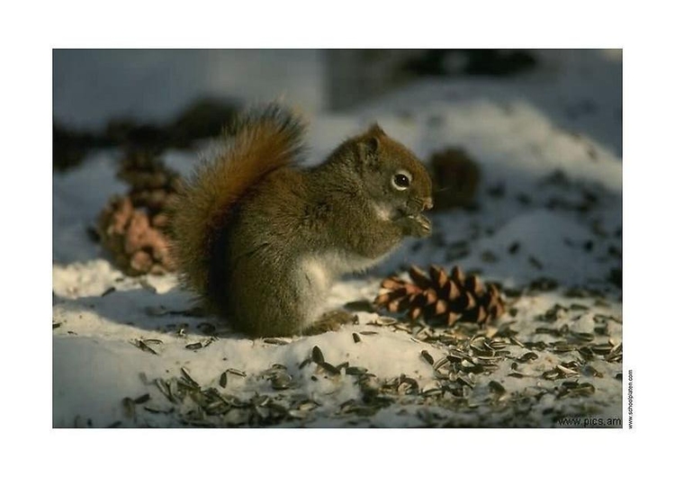 Photo squirrel