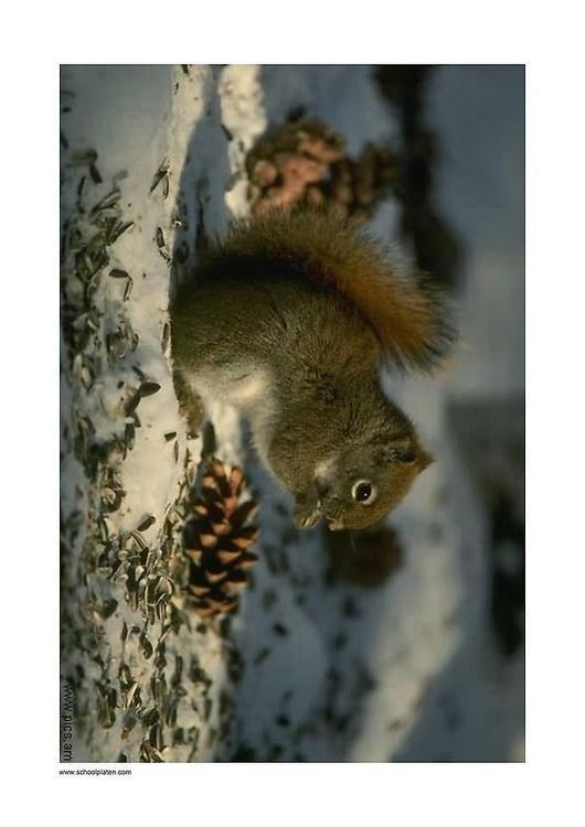 squirrel