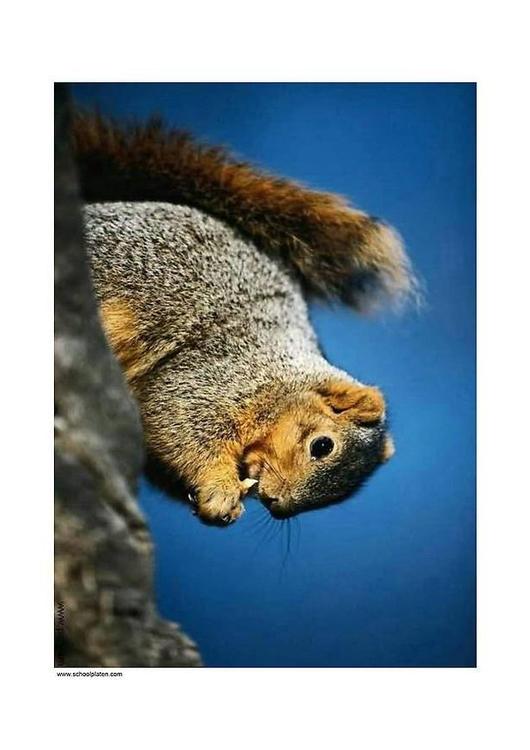 squirrel