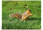 Photo squirrel