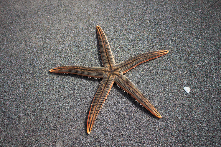 Photo starfish