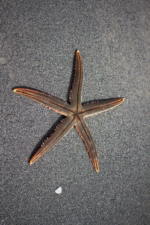 starfish