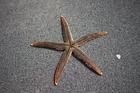 Photo starfish
