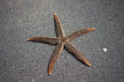 starfish