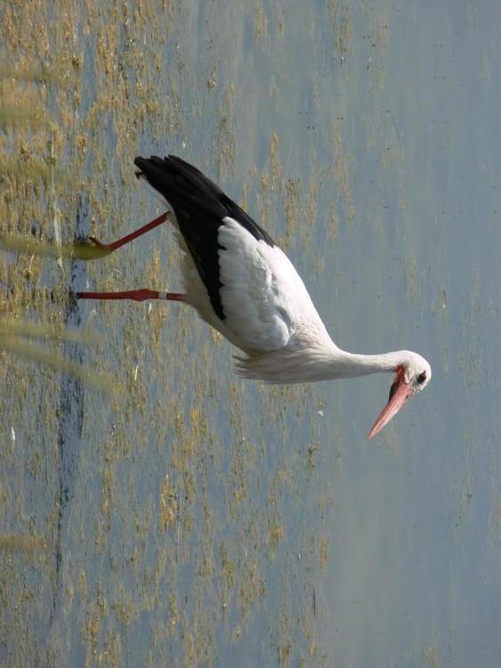 stork