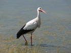 stork