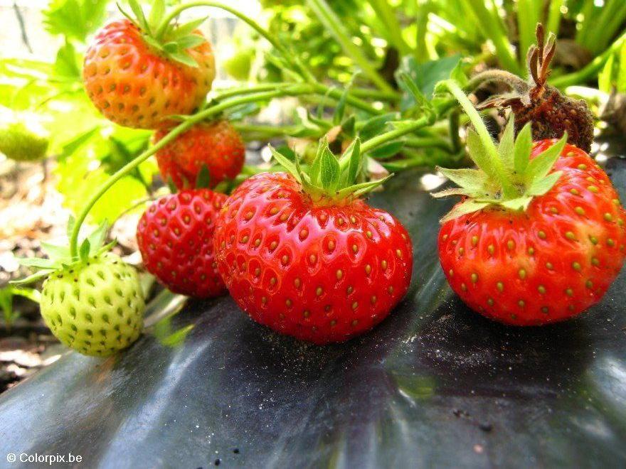 Photo strawberries 8
