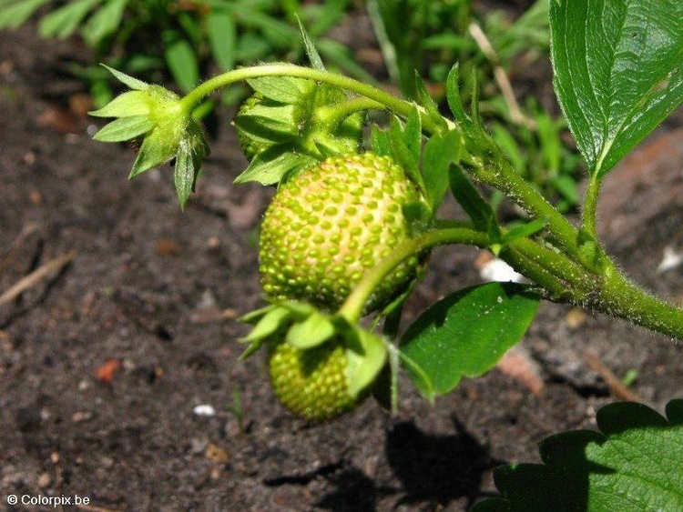 Photo strawberry 1