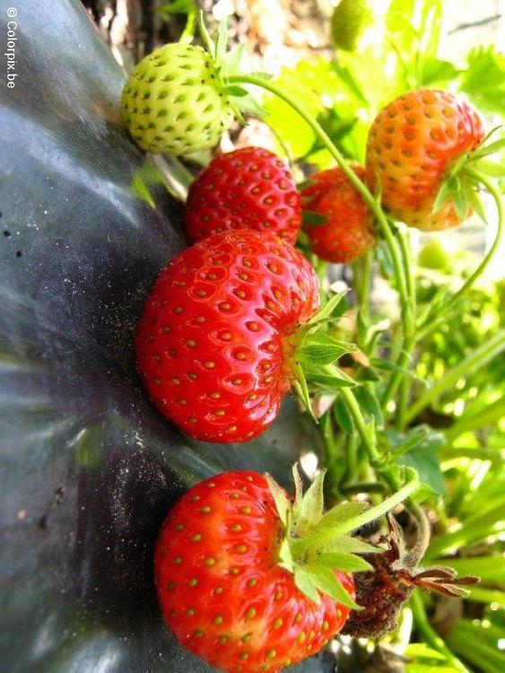 strawberry 8