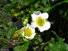 strawberry blossom