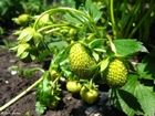 photo strawberry 3