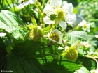 photo strawberry 4