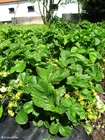 photo strawberry 5