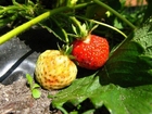 photo strawberry 7