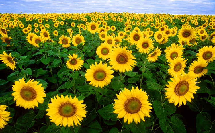 Photo sunflowers