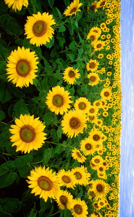 sunflowers