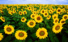 Photos sunflowers