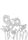 Coloring page sunflowers