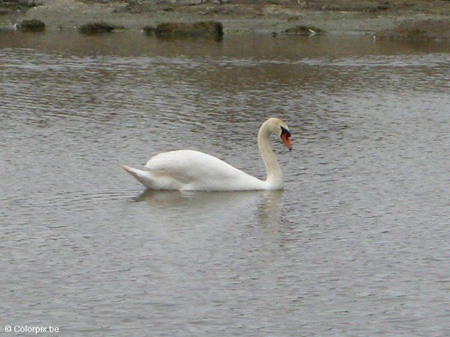 Photo swan 1