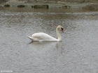 Photos swan 1