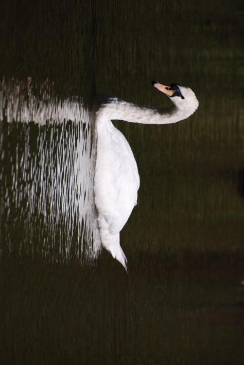 swan