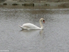 photo swan 1