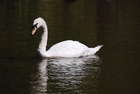 Photos swan