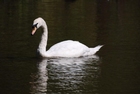 swan