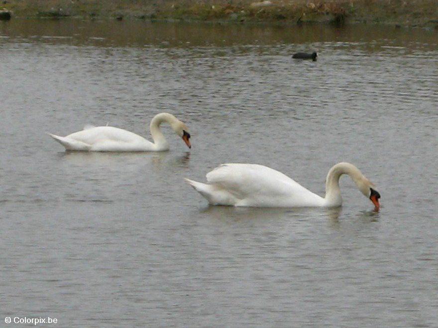 Photo swans