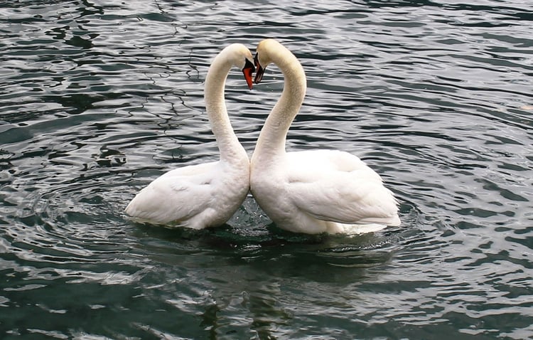 Photo swans