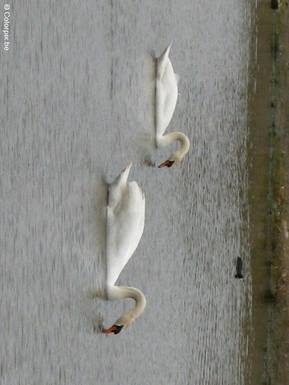 swans