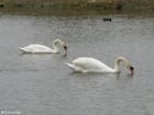 swans