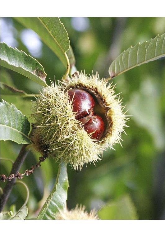 sweet chestnut