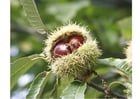 Photos sweet chestnut