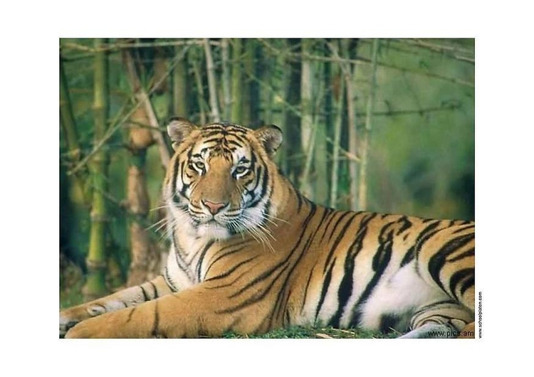 Photo tiger