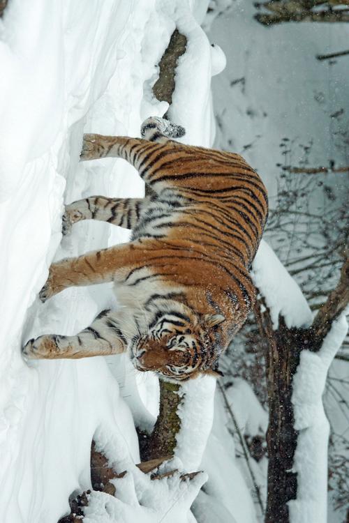 tiger in snow