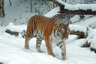 tiger in snow