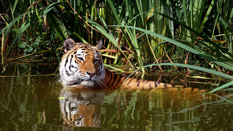 Photo tiger in water