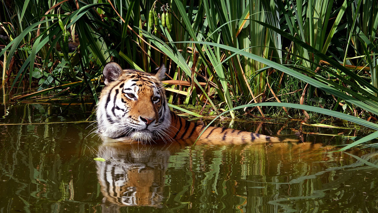 Photo tiger in water