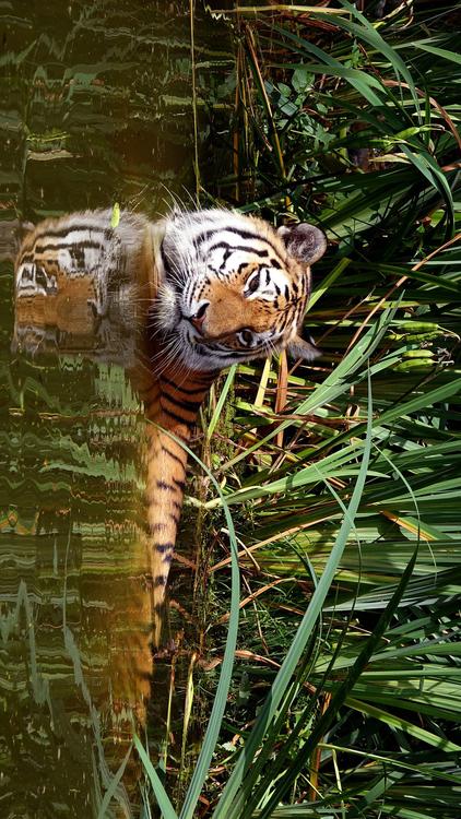 tiger in water