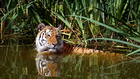 Photos tiger in water