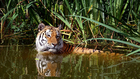 tiger in water