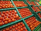 Photos tomatoes