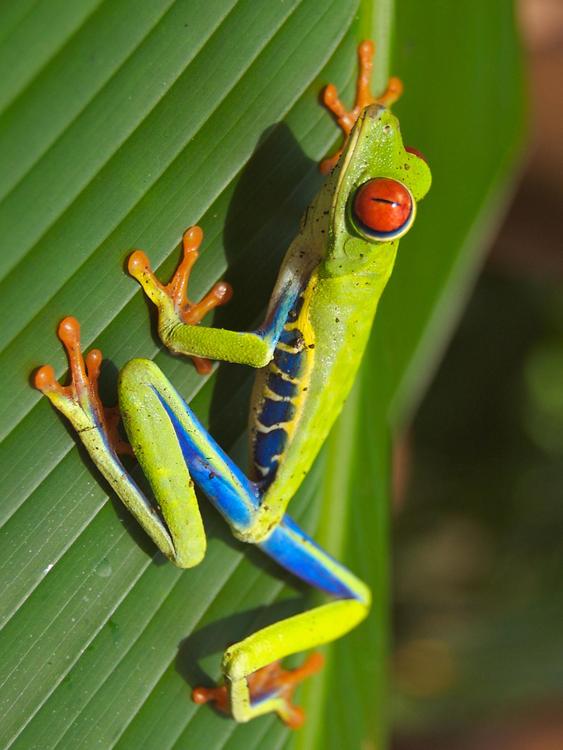 tree frog