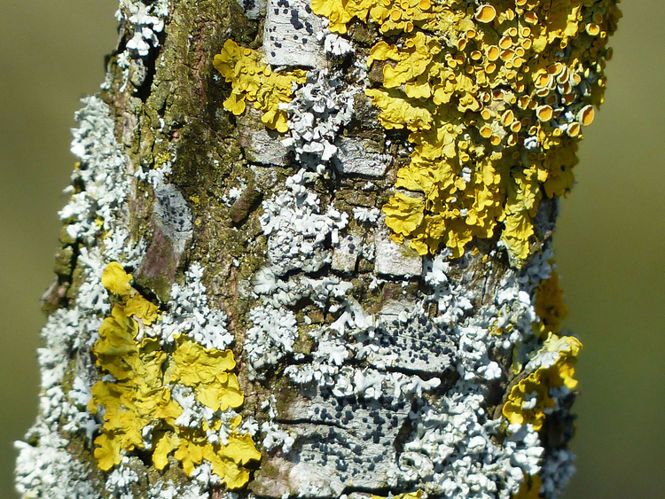 Photo tree trunk with moss