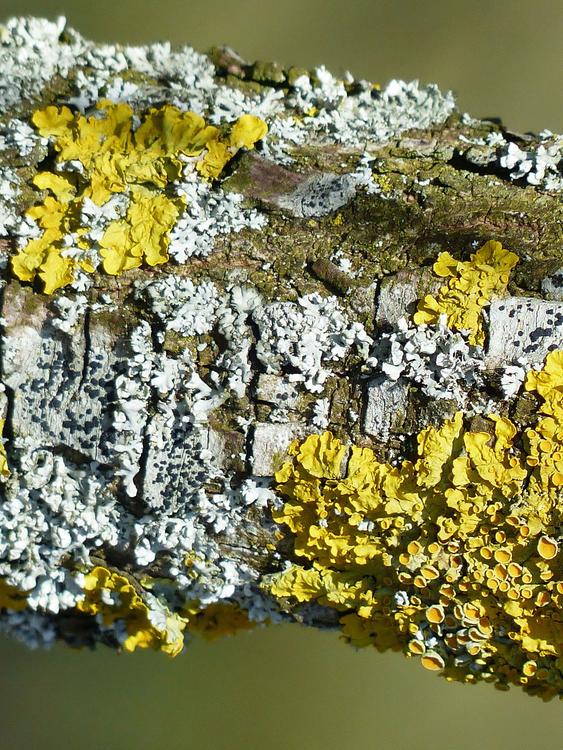 tree trunk with moss