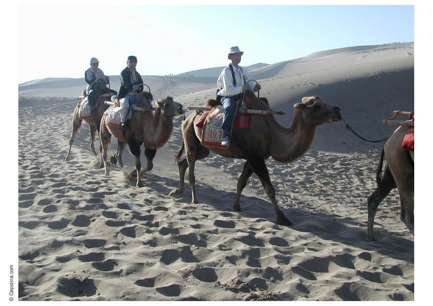 Photo trekking through desert on camels