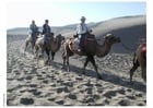 trekking through desert on camels